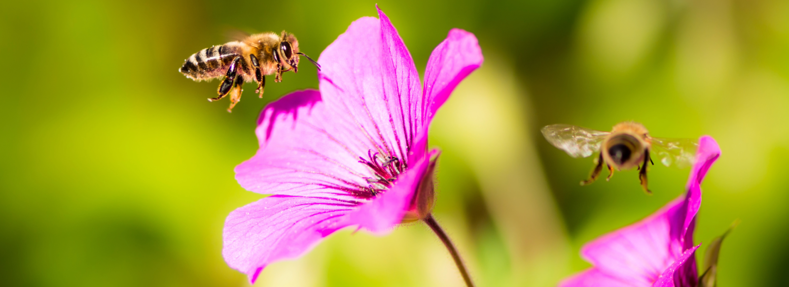 Bee on flower