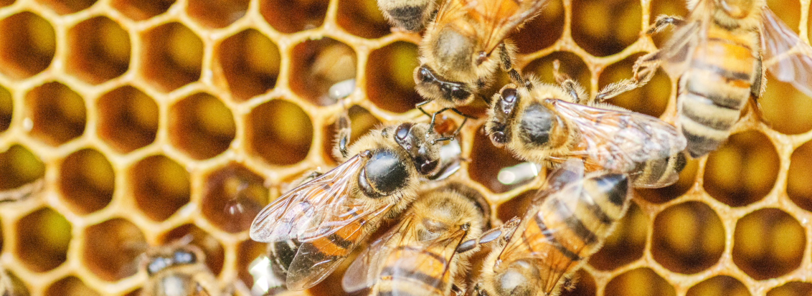 A hive of bees