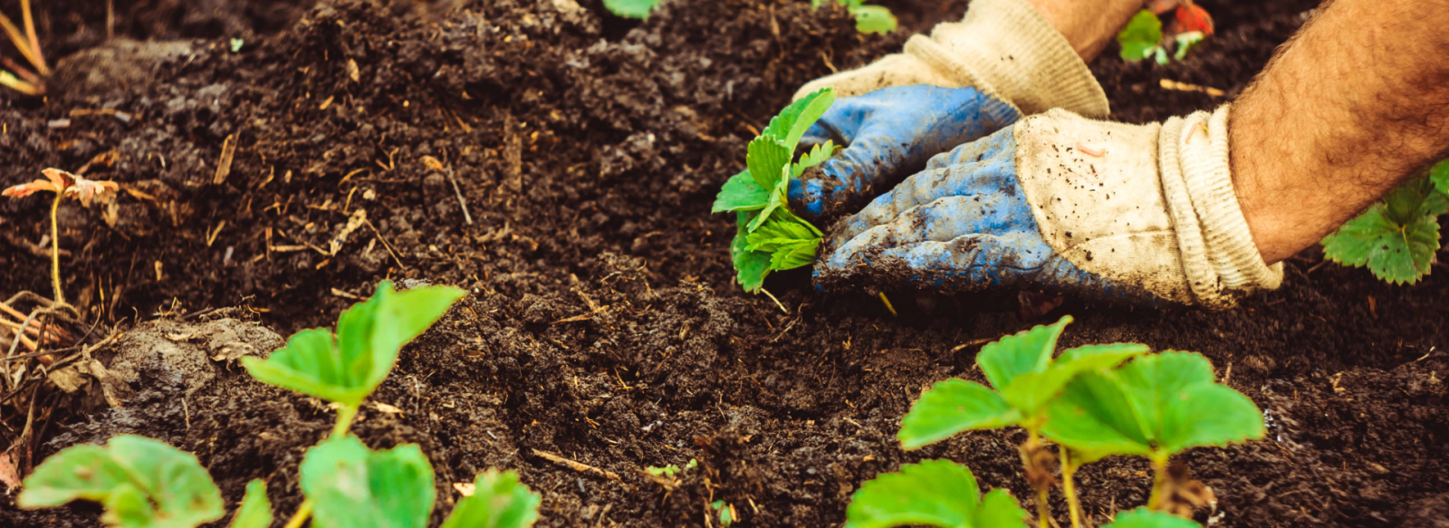 Hands planting seedlings in the soil