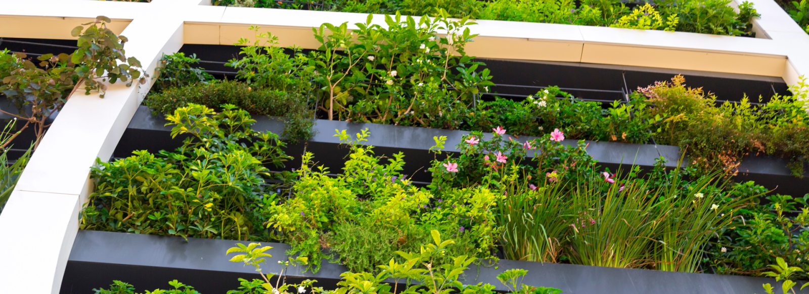 Nature in an urban area