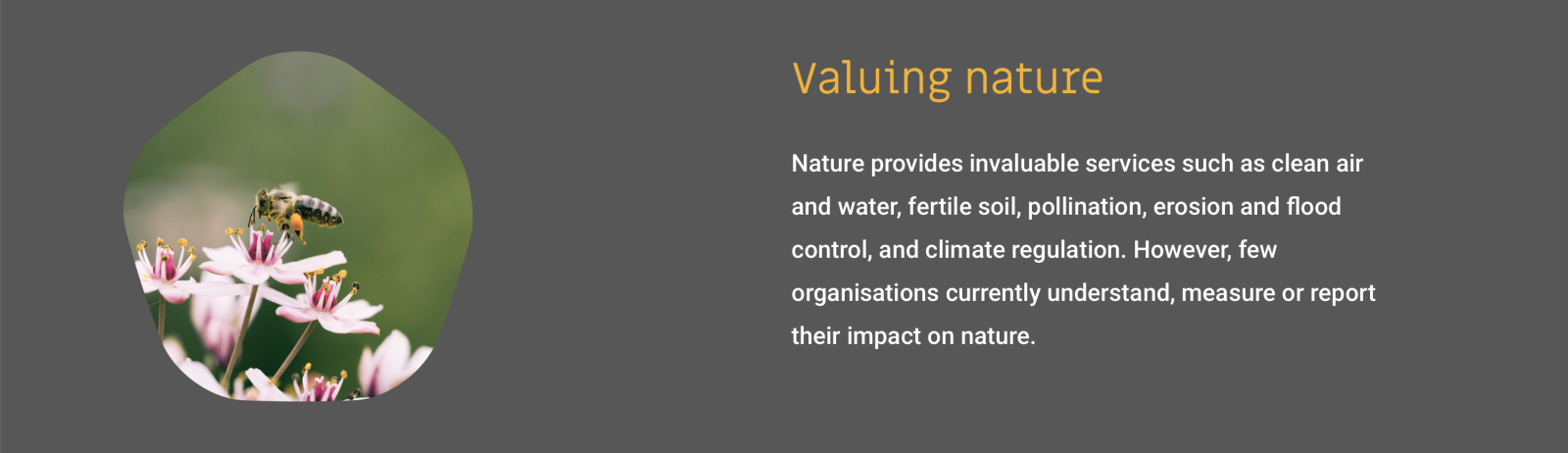 CircHive valuing nature banner