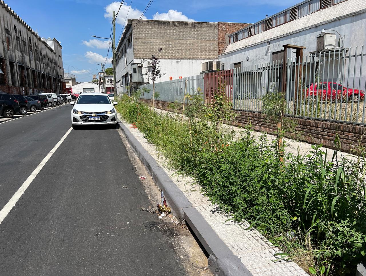Rain garden in urban street