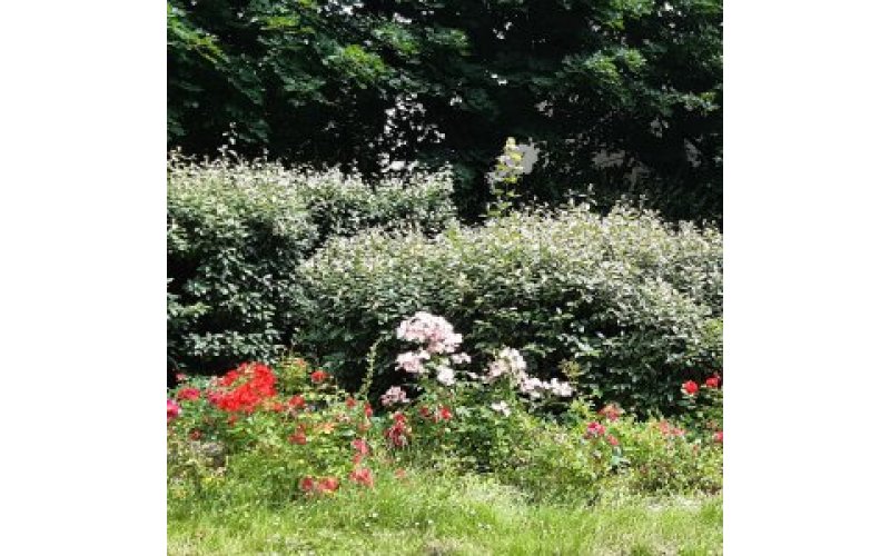 Shrubs and flowers