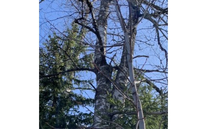 Birch tree trunks and blue sky