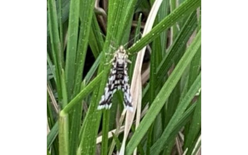Black and white moth on plant stems
