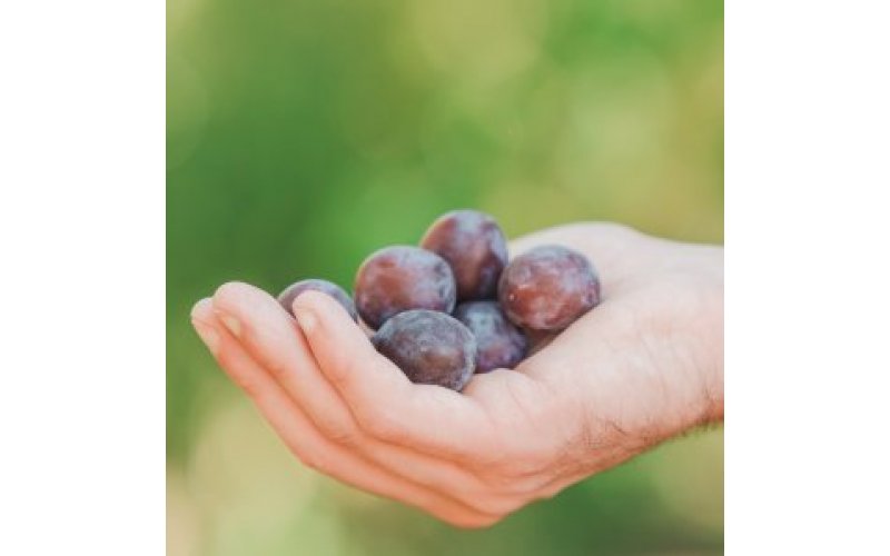 Hand holding red grapes