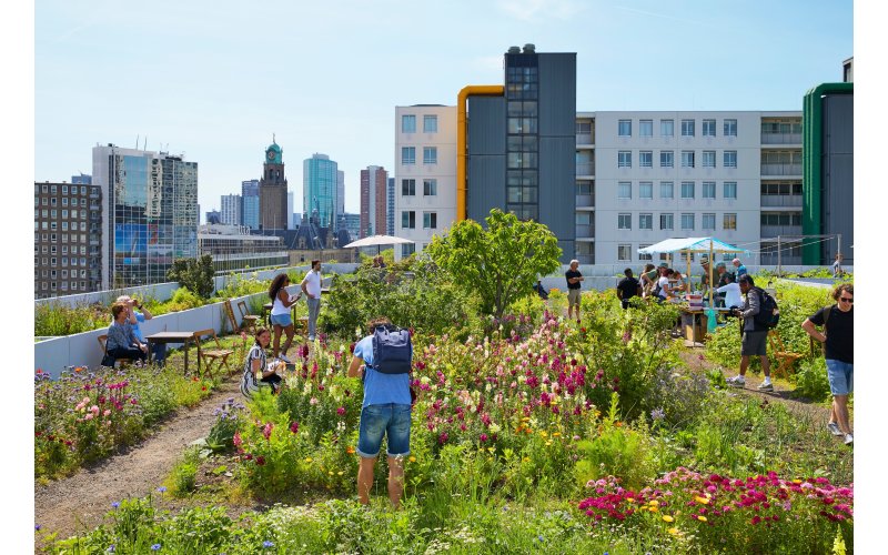 Urban Nature: A Shared Solution to the Climate Crises? |