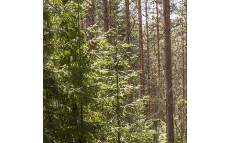 Coniferous woodland with trees and bare trunks