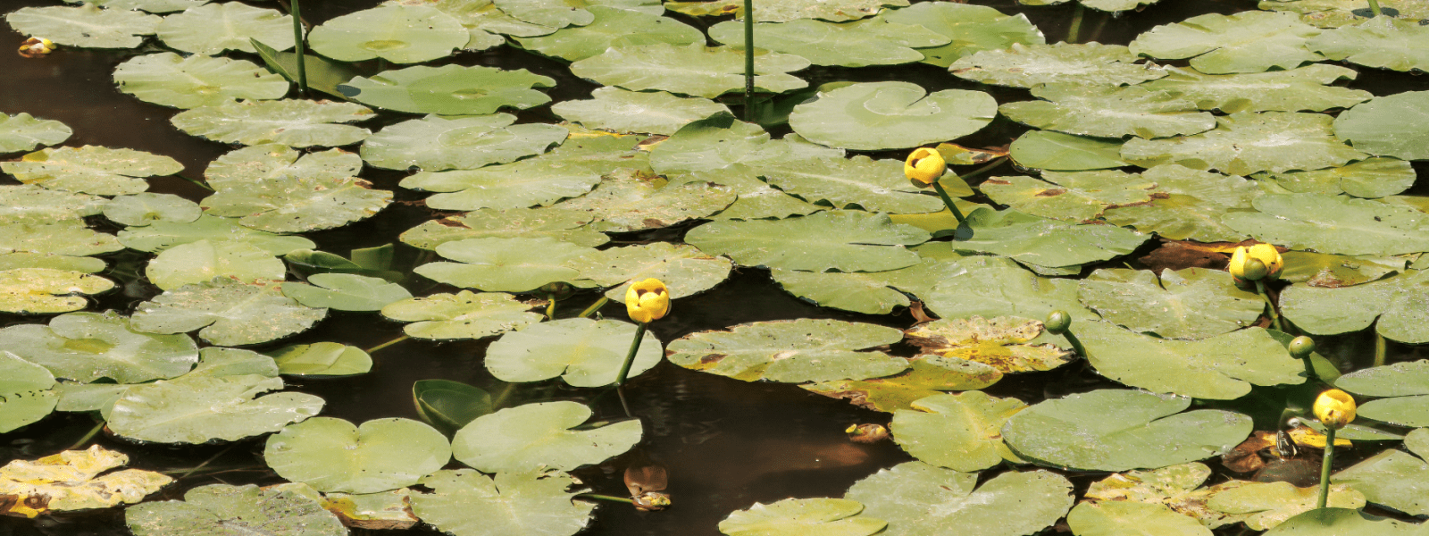 Lily pads on a pond