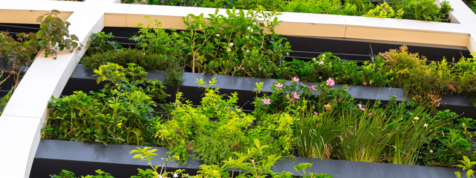 Nature in an urban area