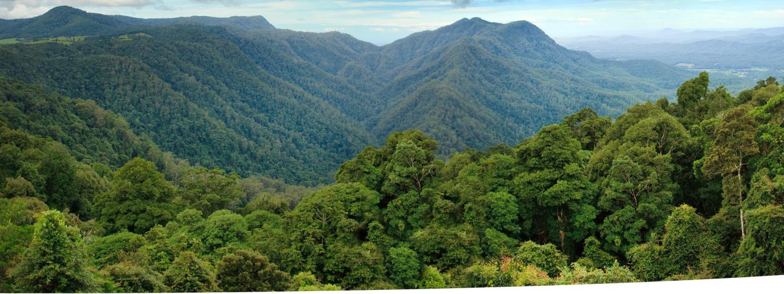 Panoramic view over a tropical rainforest.