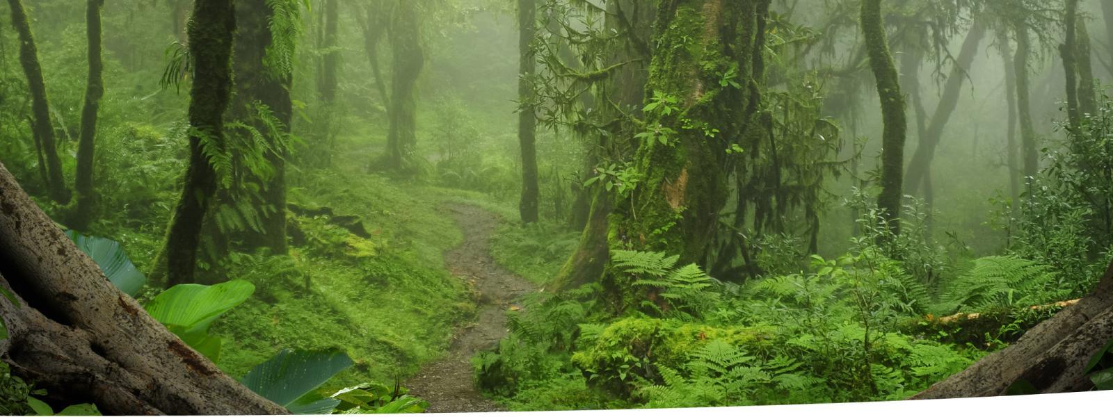 Diverse forest with ferns in understorey.