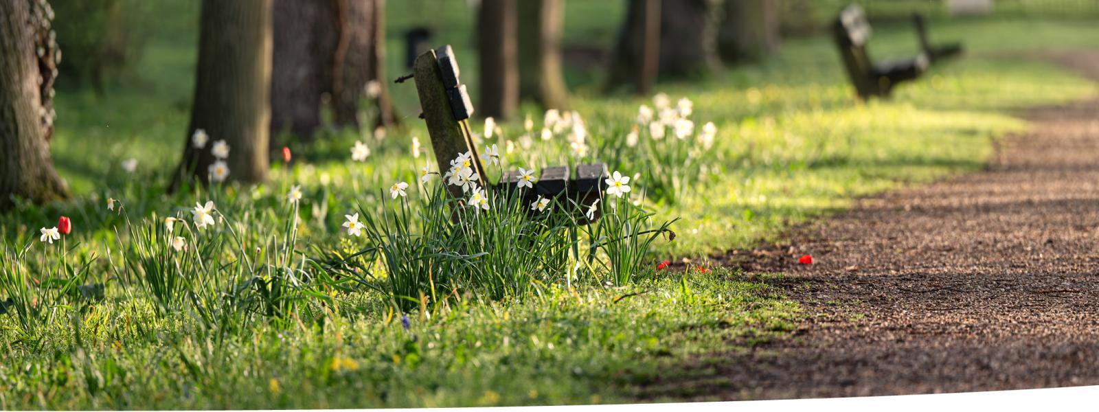 Benches beside a path through an urban park