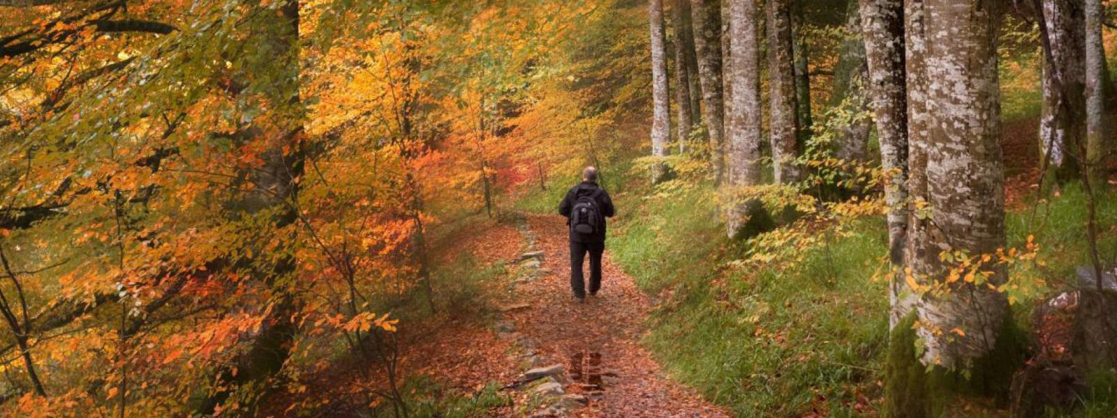 woodland landscape with orangey yellow leaves