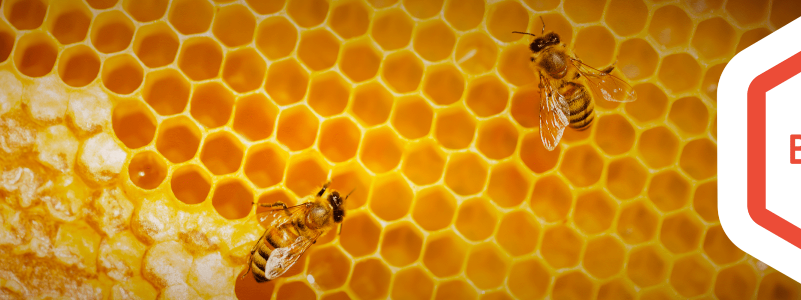BEEHive banner - bees buzzing around honeycomb