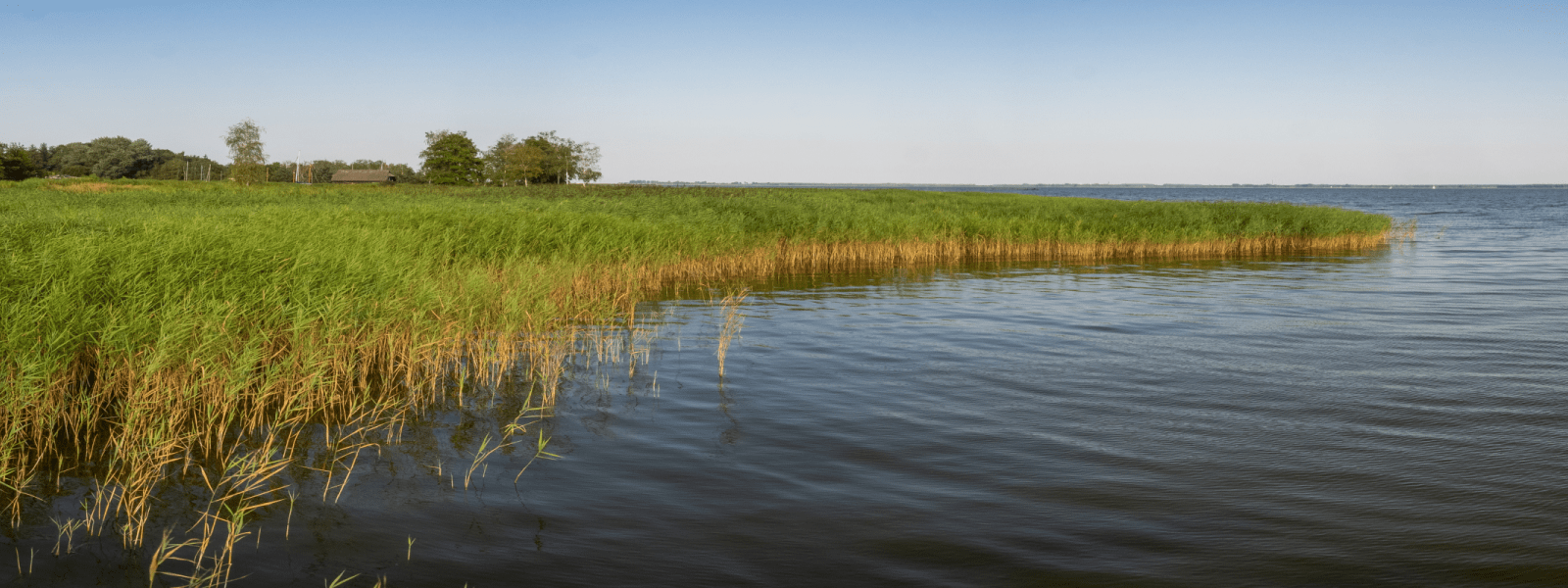 Wetland with reeds and water