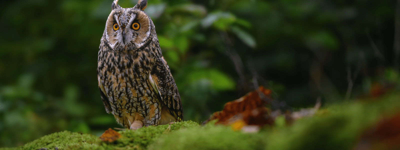 owl on mossy tree branch
