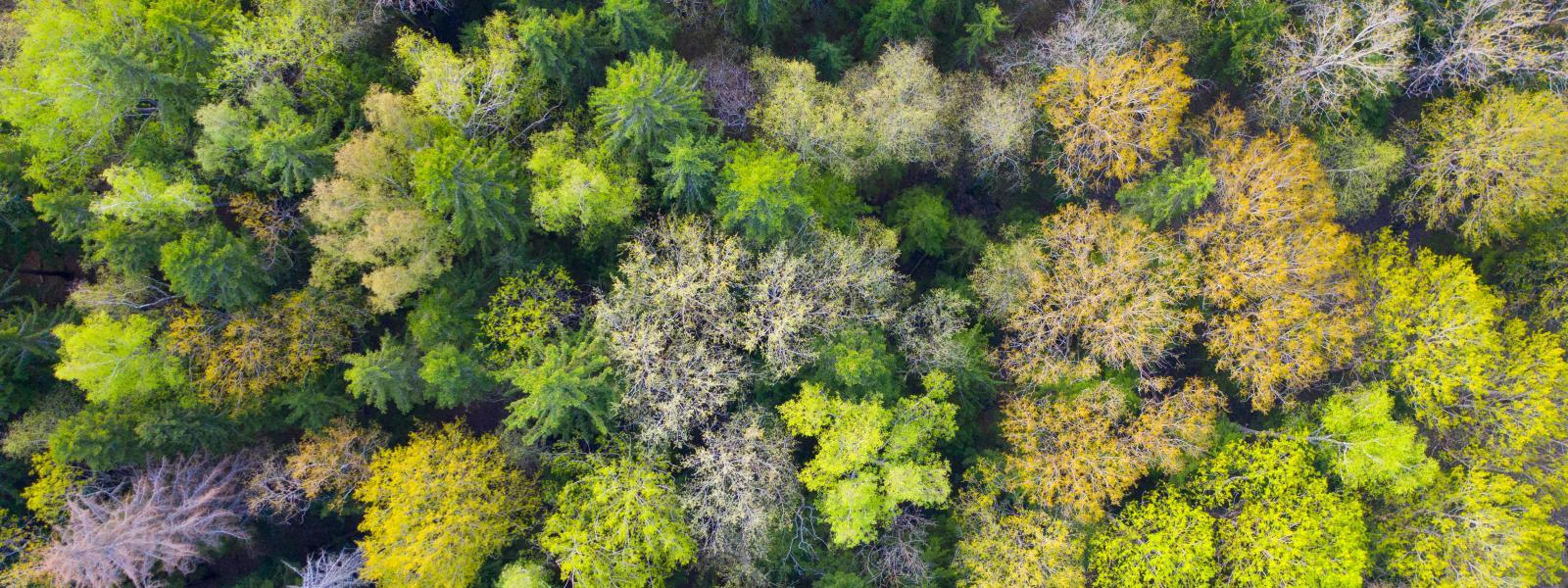 Mixed forest aerial image