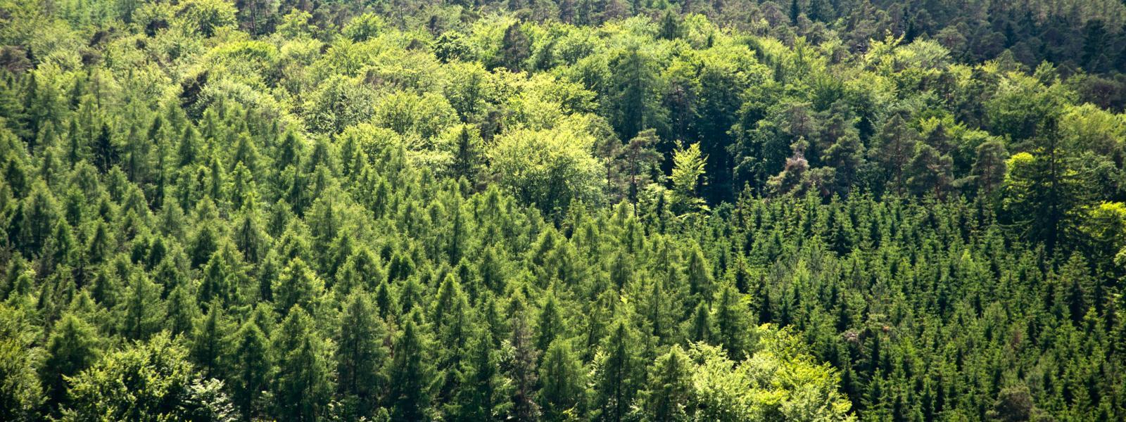 Panorama of mixed forest
