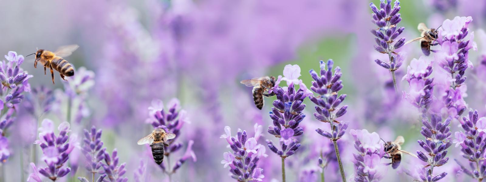 Pollination - bees on purple flowers