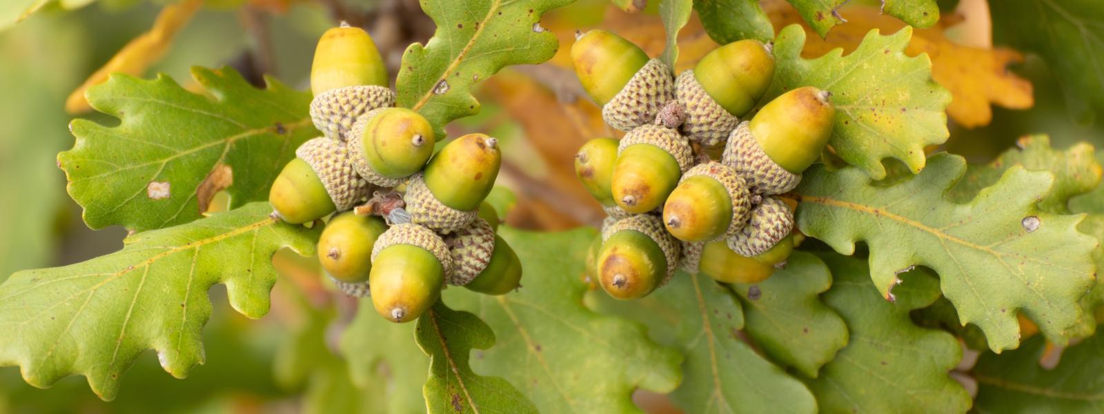 Acorns clustered on a branch with oak leaves behind them