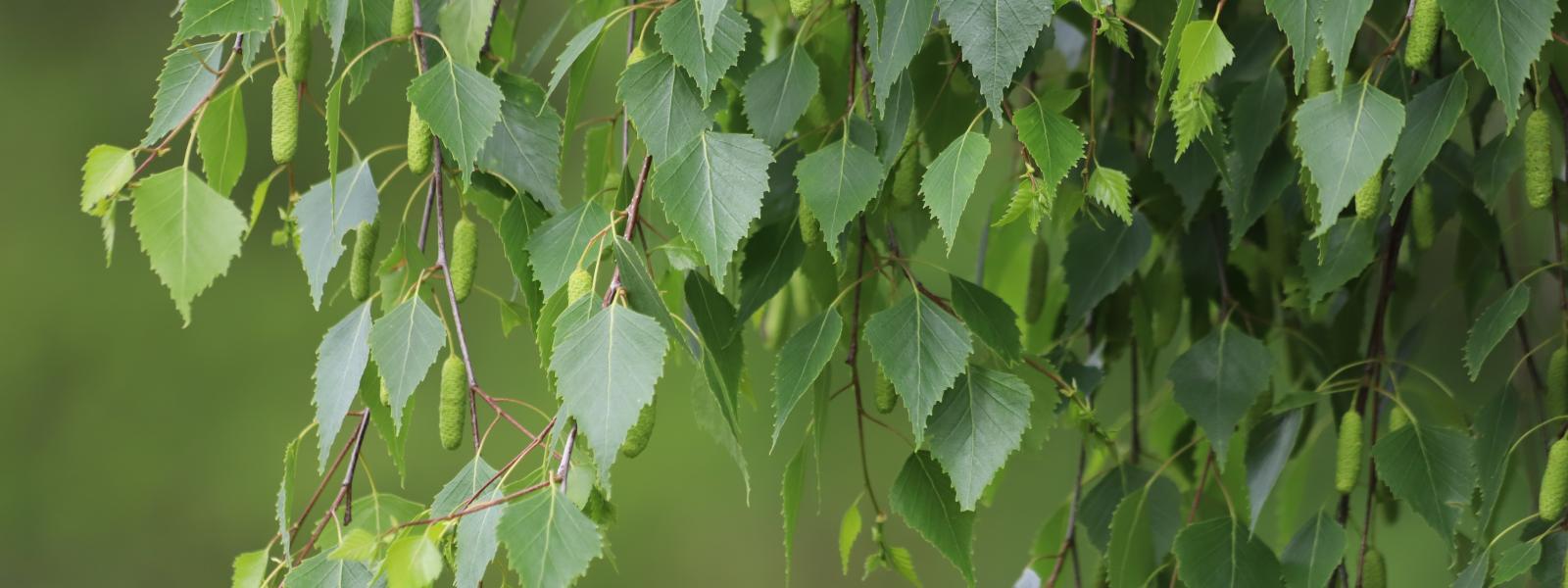 Betula pendula leaves