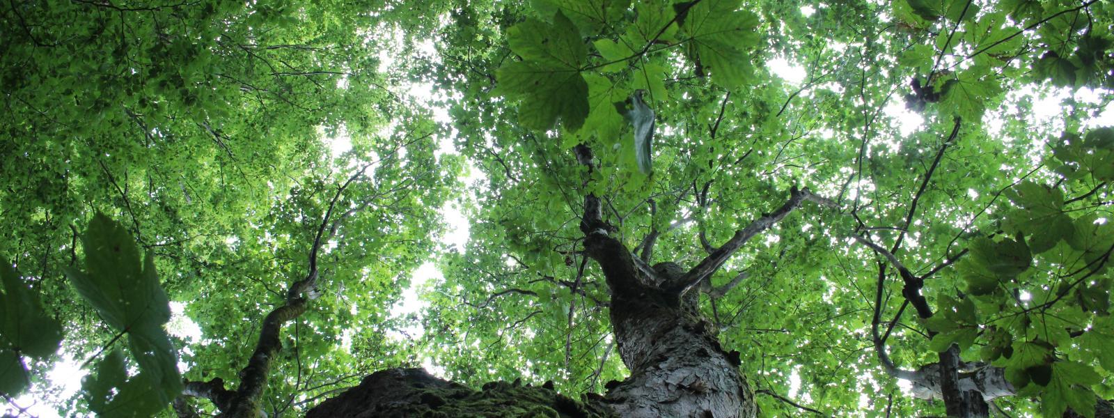 Looking up through tree canopy and leaves to the sky