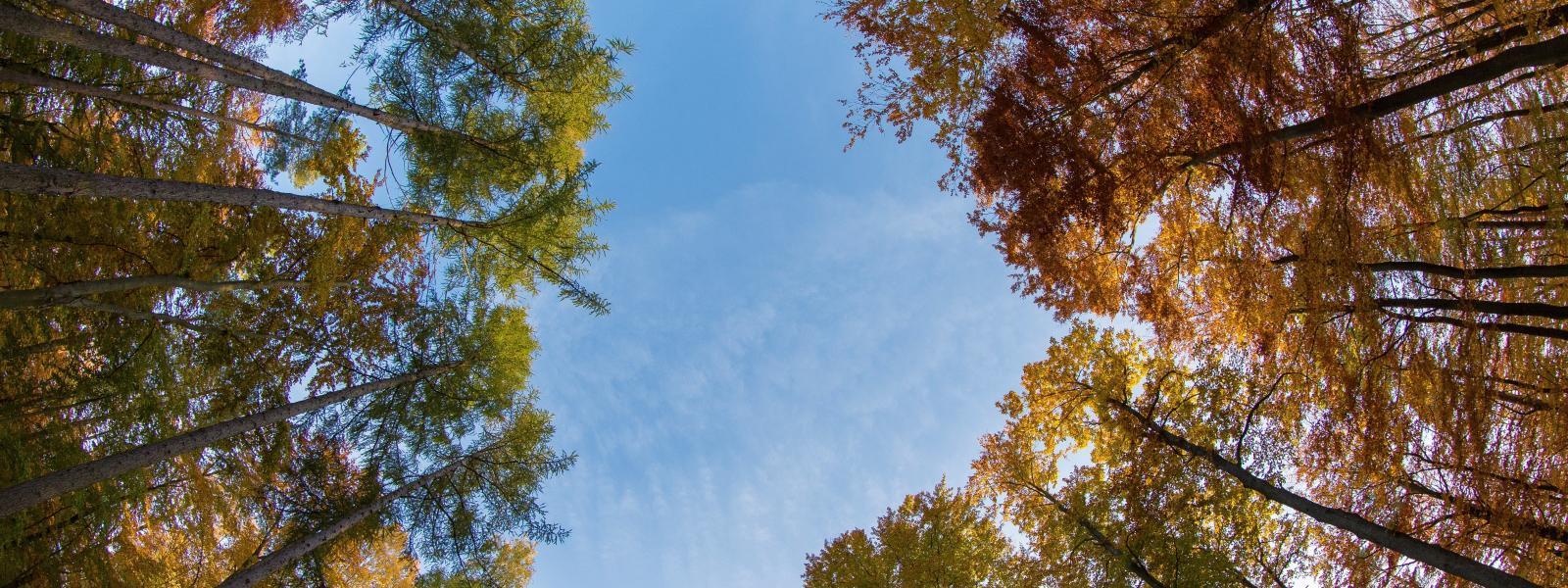 Looking to the sky through a circular gap in the tree canopy of deciduous trees