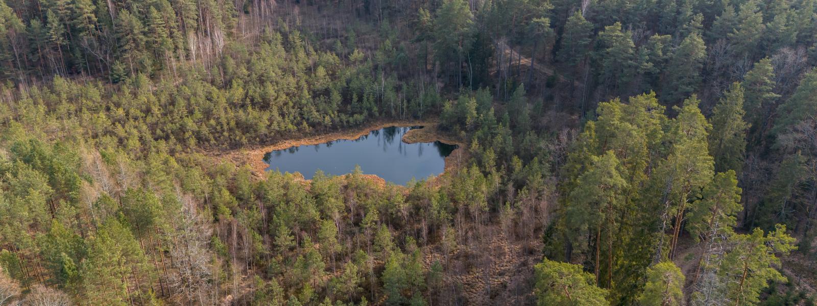 Small lake surrounded by forest