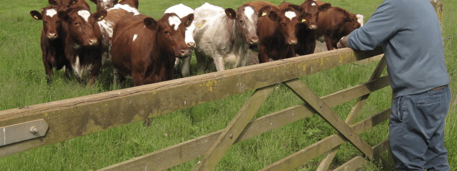 man standing at gate looking at brown and white cows in green field