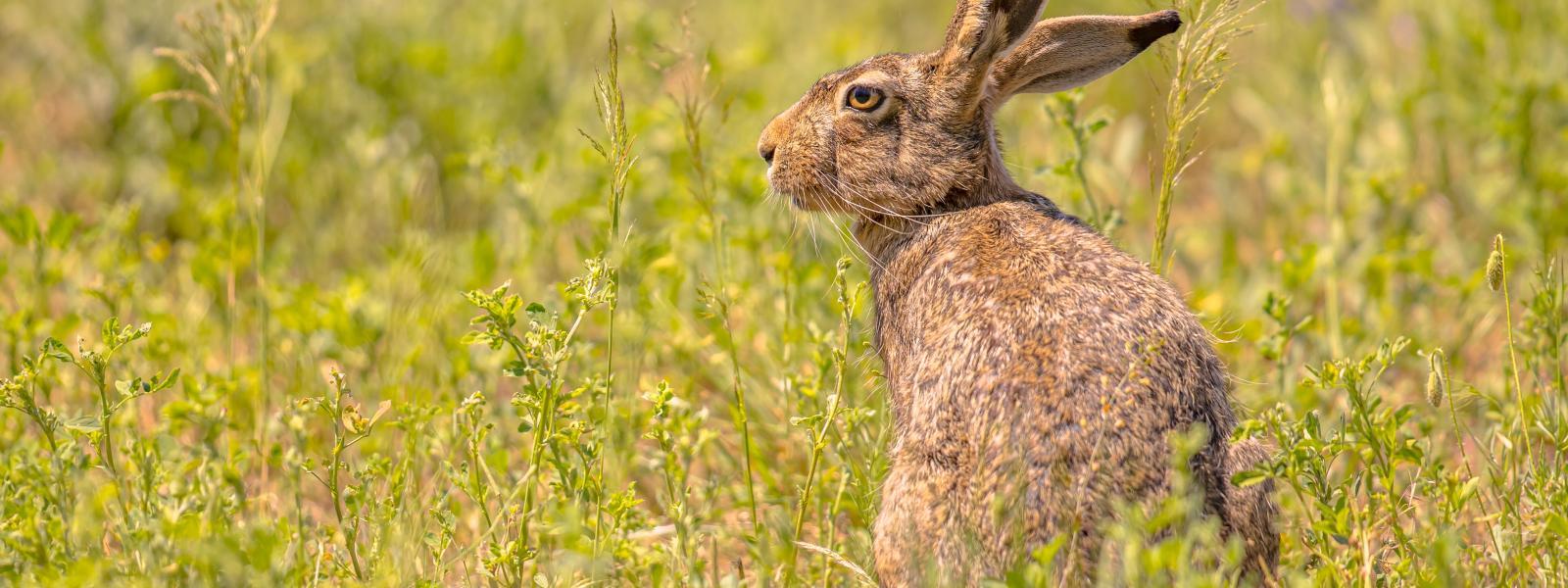 A hare sitting in tall grass.