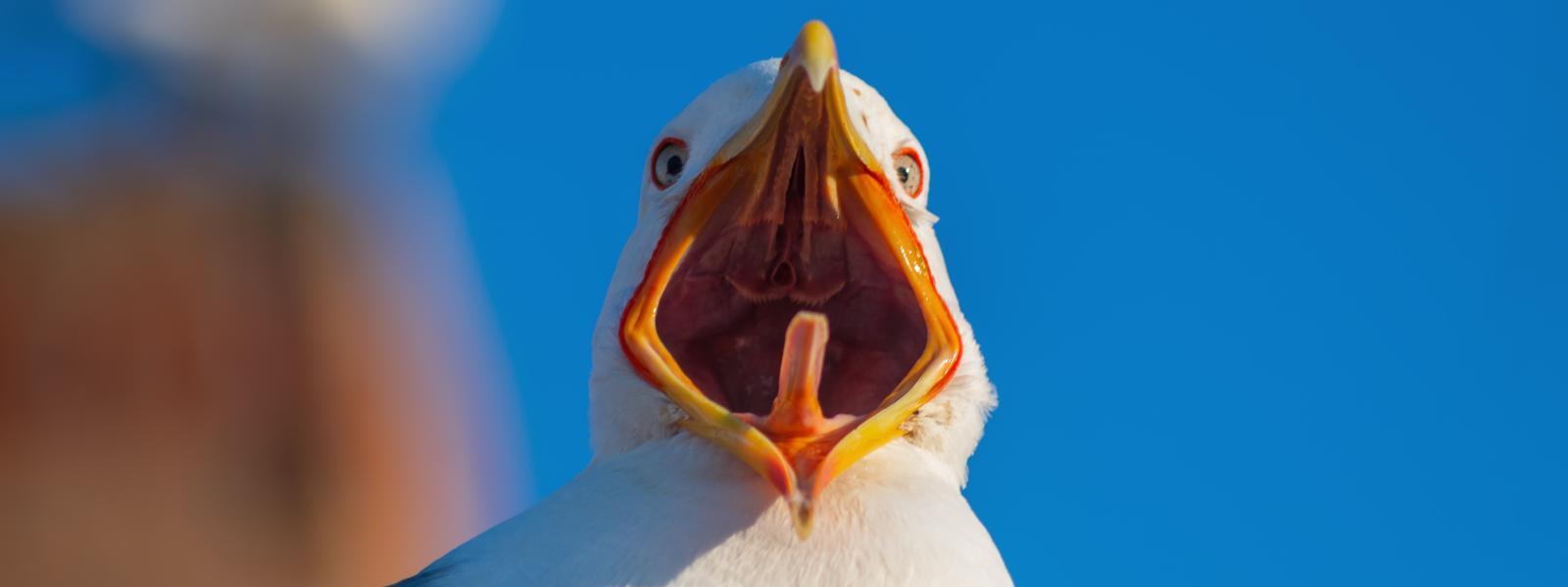 A European Herring gull with it's beack wide open.