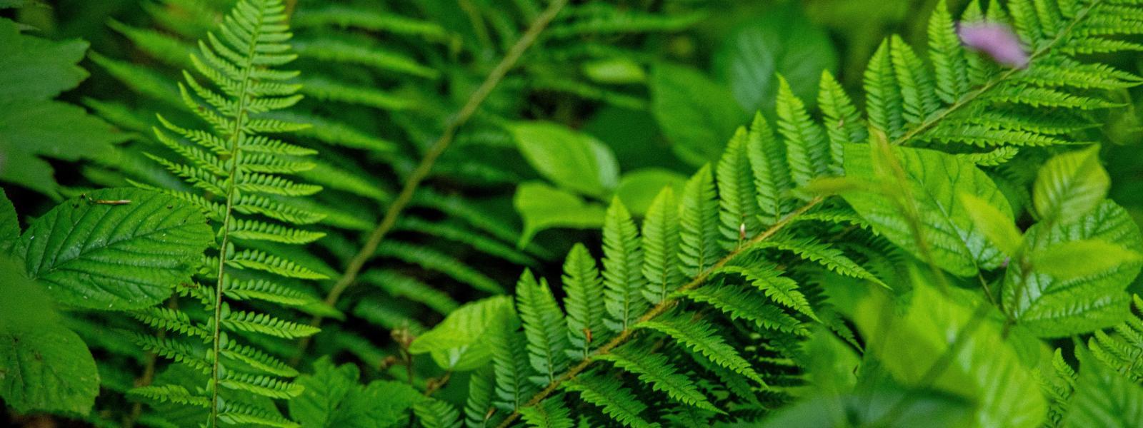 Bright green fern leaves.