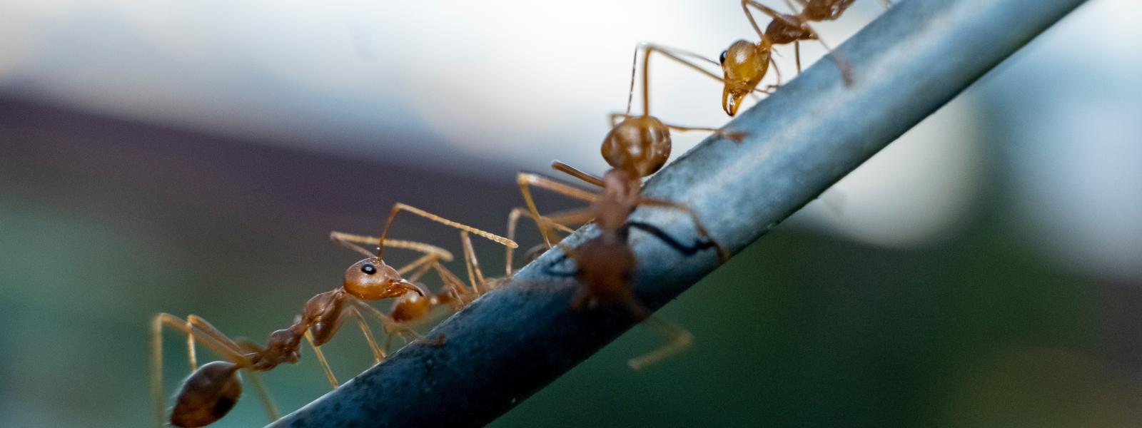 European ants walking in a line up a piece of wire.