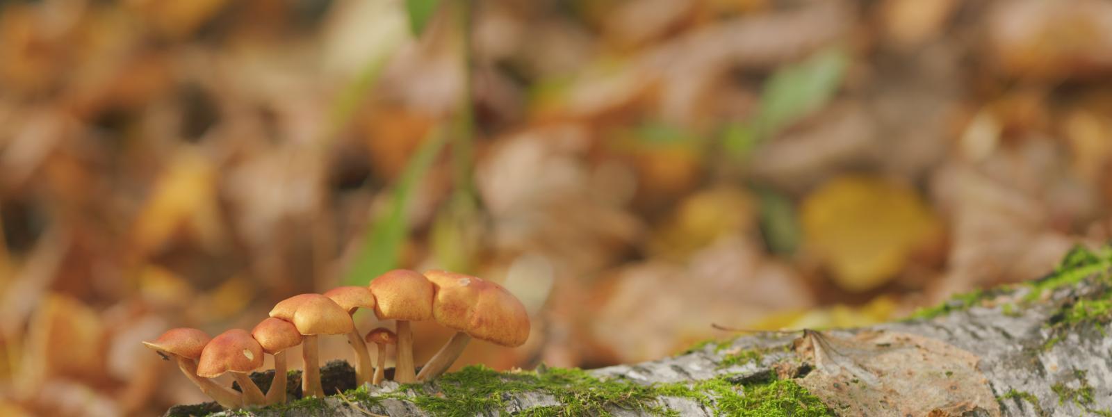 Small, brown fungi growing on a fallen branch.