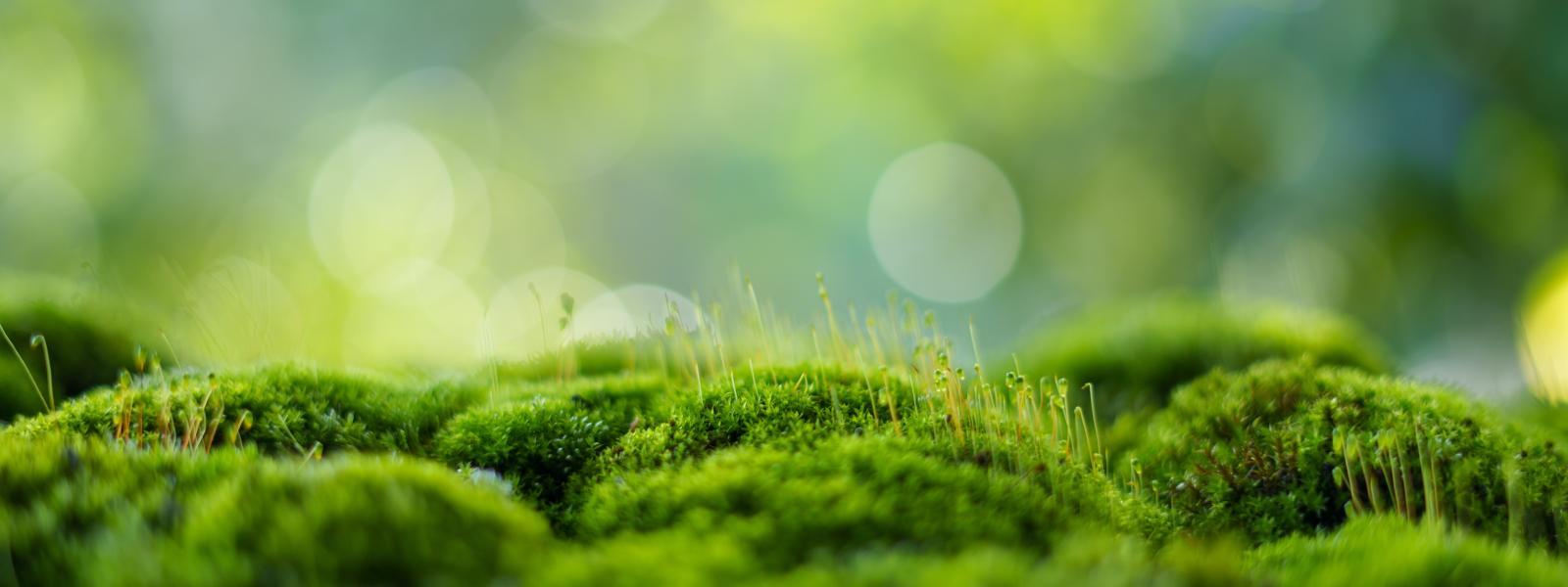 Close up image of bright green moss.