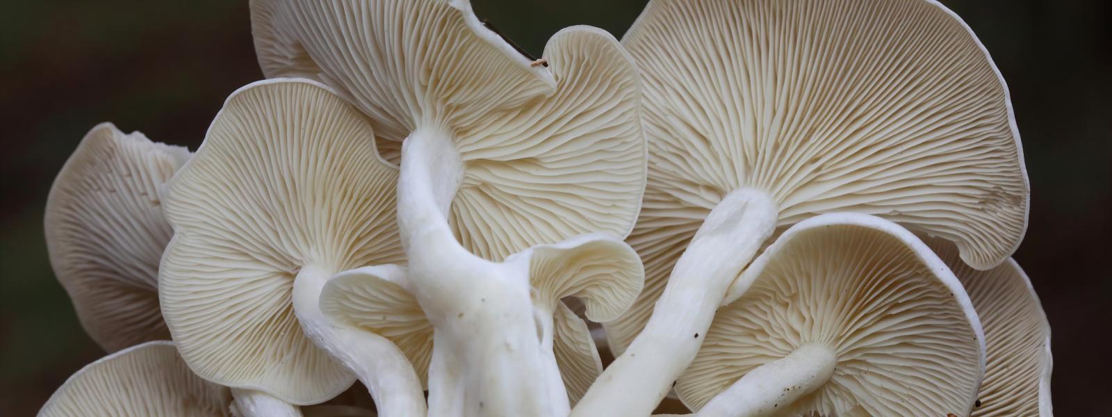 A group of white fungi turned away from the camera so that the gills are in view.