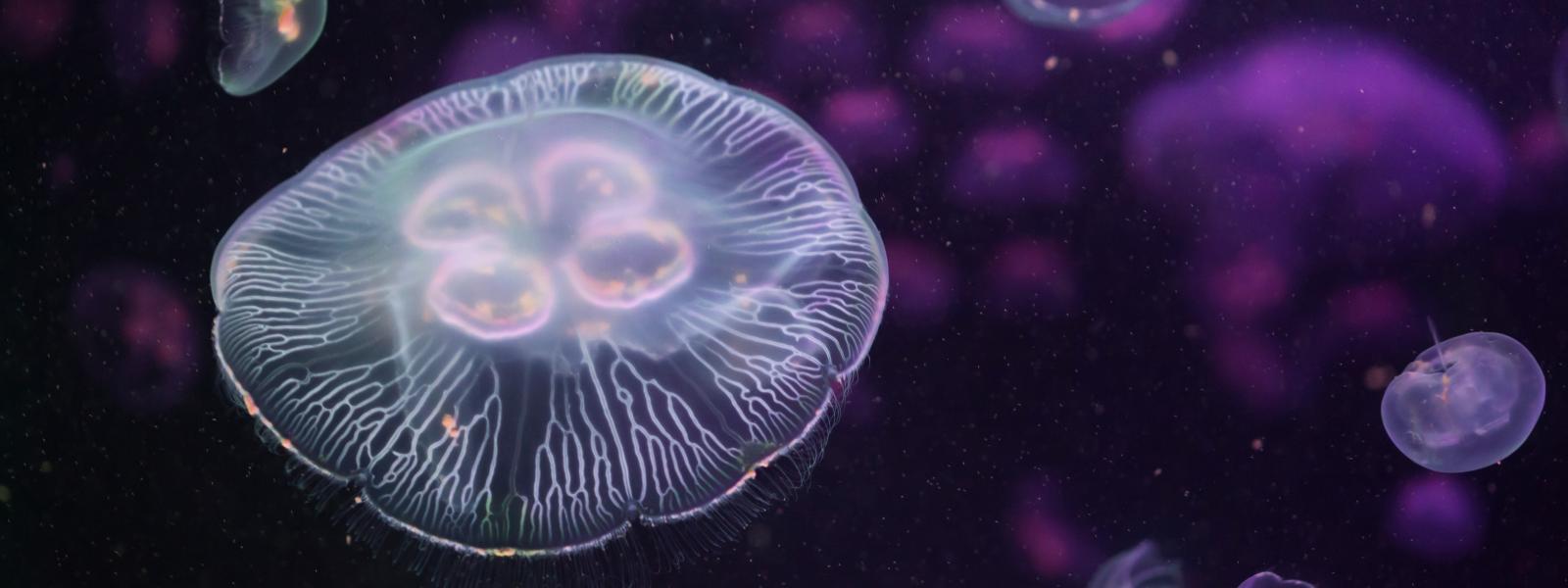 European jelly fish floating, they are pink and purple shades.