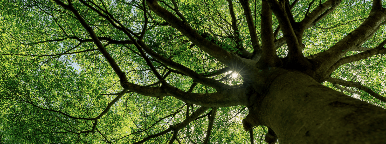 tree connecting to the sky 