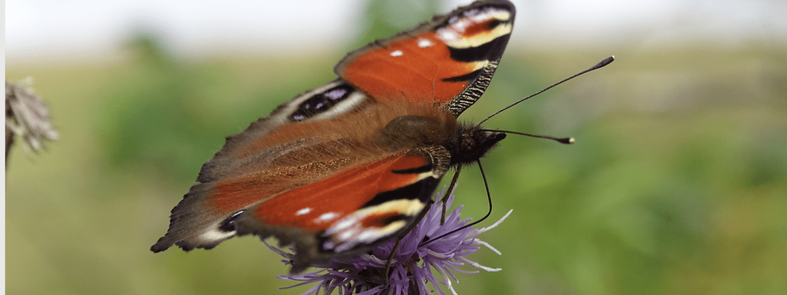 red spotted butterfly on thistle flower