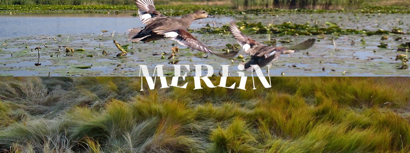 merlin branded header 