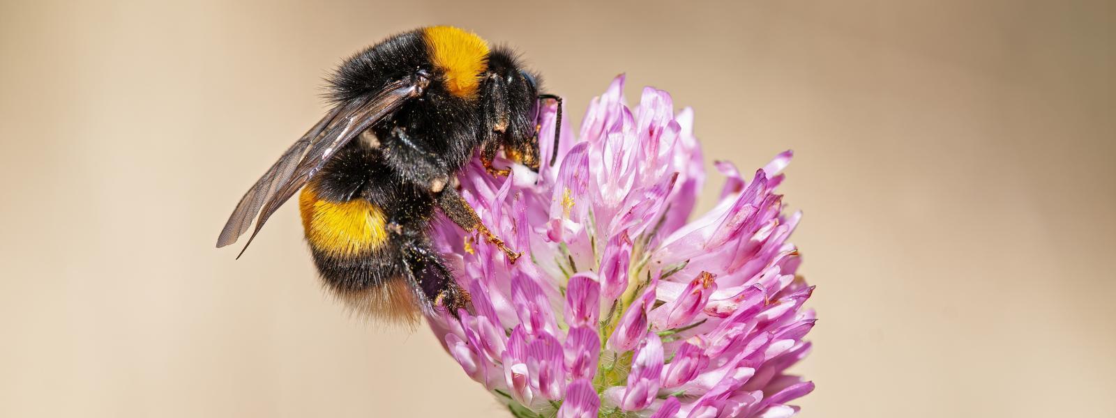 European bumblebee on pink clover flower.