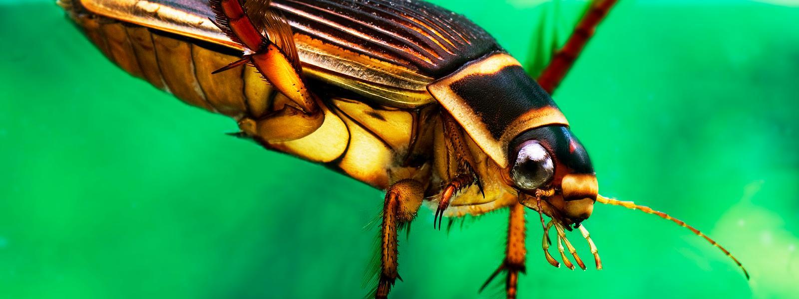Colourful orange and yellow diving beetle underwater. 