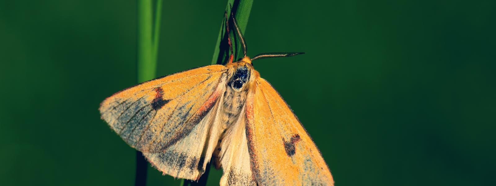 A clouded buff moth on a stem.