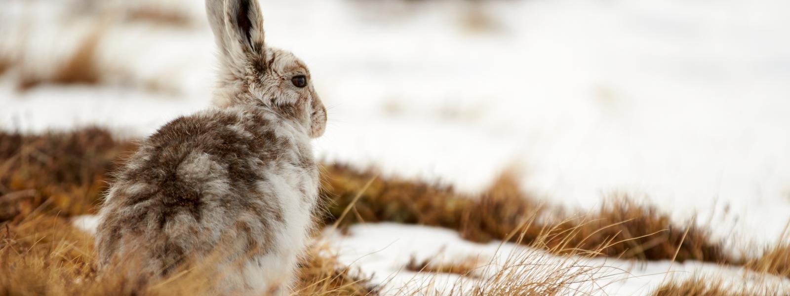 A mountain hare sitting on a patch of grass surrounded by snow.