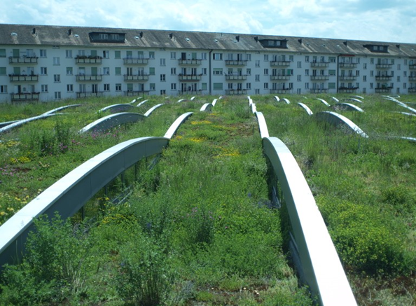 Green roof on Tram depot Wiesenplatz in Basel, project “Meadow carpet”. Author: Stephan Brenneisen