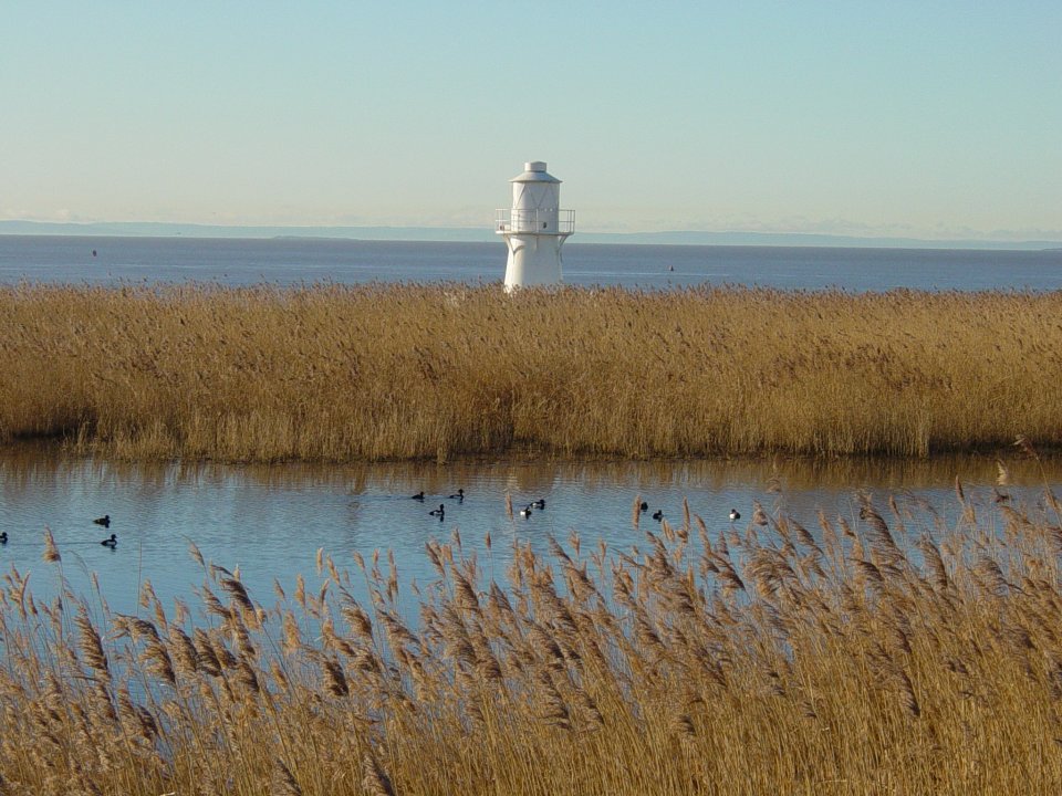 Reed beds at Newport Wetlands - credit to Natural Resources Wales 