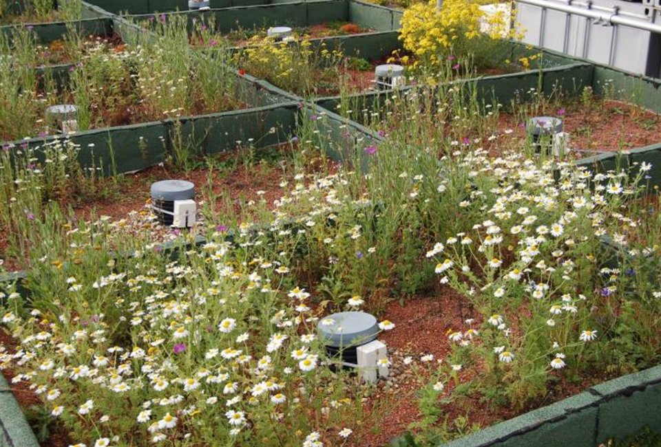 Green roof design, Barking Riverside