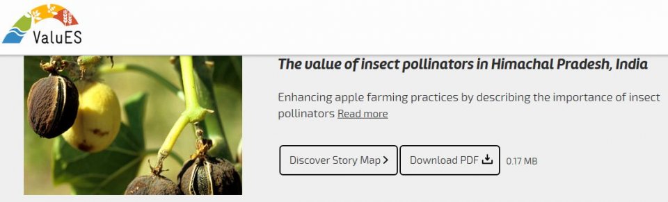 GIZ ValuES - The value of insect pollinators in Himachal Pradesh, India ...