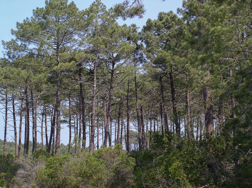 Modelling The Growth Of Pinus Pinaster Stands In The Landes De Gascogne In A Changing Climate Oppla